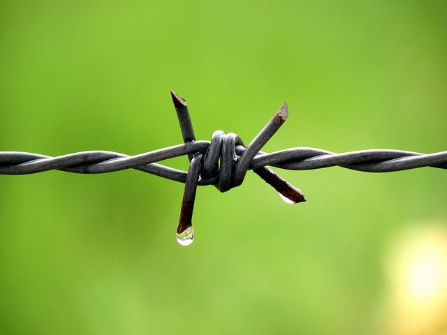 barbed wire.jpg