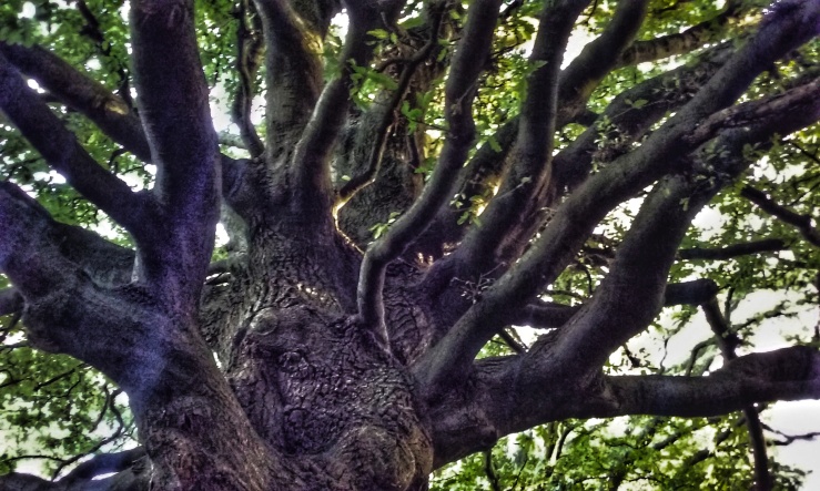Lucombe oak tree Bangor Treborth Gardens