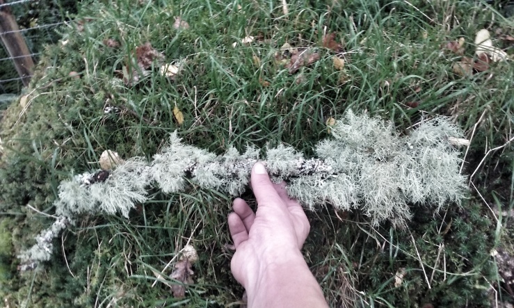 Dolgarog lichen twig